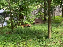 -都江堰中华大熊猫苑