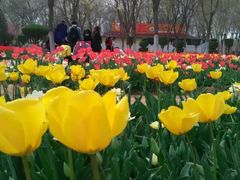 -石家庄市植物园