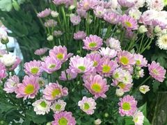 -亭亭鲜花店(中山北路店)