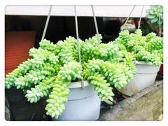 -三圣花乡旅游区