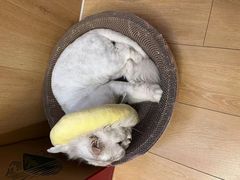 -萌兽医馆·眼科·异宠专科(三里屯店)