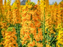 -中国天府农业博览园