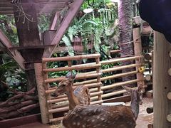 -正佳雨林生态植物园