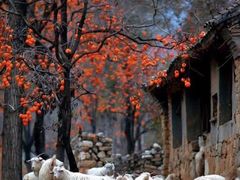 -宁波余姚老柿林山居度假村