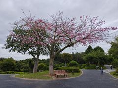 -东莞植物园