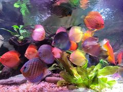 -上海海洋水族馆