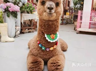 放松好去处 | 一起来吸萌宠