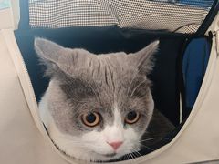 -伟伟宠物医院·CT影像中心·瑞派犬猫综合性门诊(汉口总院)