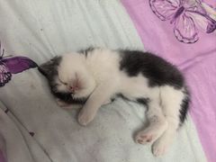 -心仪动物医院·牙专科·肿瘤·心脏科(西客站院)