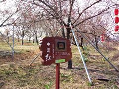-天适樱花悠乐园