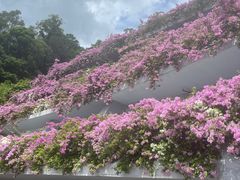 -深圳仙湖植物园