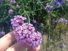 -亚龙湾国际玫瑰谷