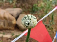 -昆明植物园