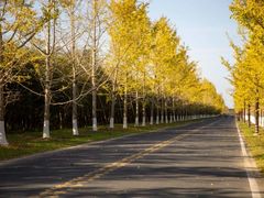 -黄海国家森林公园