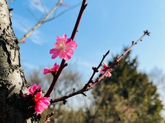 -梅花山(明孝陵内)