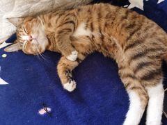 -中农大我爱我爱动物医院·核磁CT·猫病·24小时夜诊中心(石佛营店)