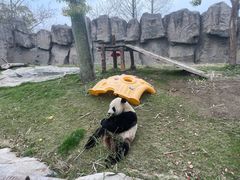 -上海野生动物园