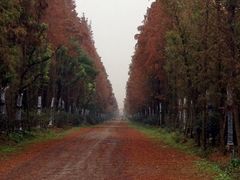 上海海湾国家森林公园-上海海湾国家森林公园