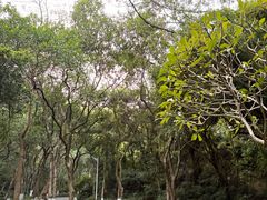 -火炉山森林公园