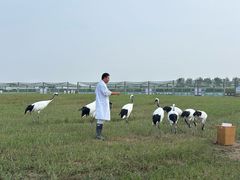 -盐城丹顶鹤湿地生态旅游区