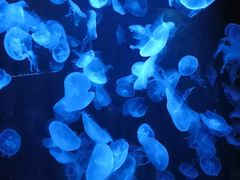 -悉尼海洋生物水族馆