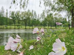 -贡湖湾湿地公园