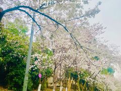 -武汉大学-樱园