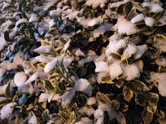 -随柳居·苏式小吃(建新巷店)