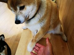 -是阿柴呀！柴犬咖啡·爱喵喵猫咖