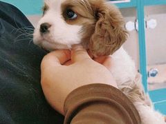 -萌宠之家·腊肠犬·马尔泰·小体犬舍