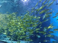 -太平洋海底世界