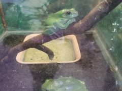 -上海大自然野生昆虫馆(东方明珠·爬宠昆虫探索中心)
