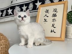 -喵zoo家庭繁育猫舍(尖东智能花园店)