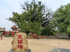 -大槐树寻根祭祖园