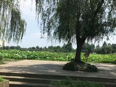 -三圣花乡旅游区