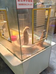-神奇动物撸宠馆·羊驼·小浣熊·异宠(豫园店)