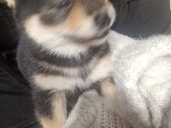 -逗柴咖啡屋·狗咖猫咖宠物桌游