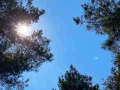 -铁山坪森林公园