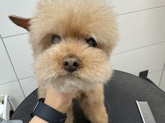 -帕帕拉兹宠物(亚洲旗舰店)