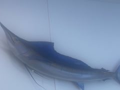 -深海中餐厅(国家海洋博物馆店)