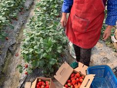 -小鱼草莓采摘园农家乐·小鱼餐厅