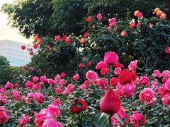 -香蜜公园
