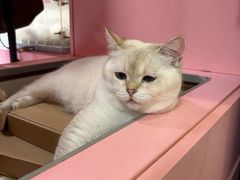-毛绒耶耶撸宠馆·猫咖·狗咖·荷兰猪咖