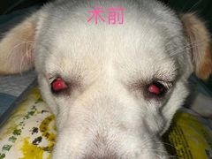 -东莞宠友24H宠物中心医院·转诊夜诊·异宠(新河北路院)