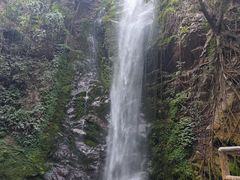 -莫里热带雨林景区