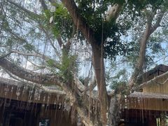 -海南槟榔谷黎苗文化旅游区