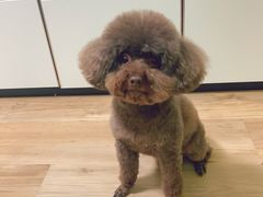 -宠福鑫康馨动物医院·骨科·眼科