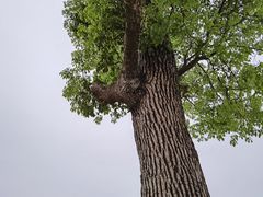 -福建土楼（华安）旅游区•大地土楼群