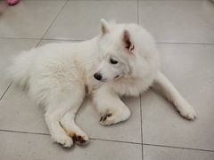 -安格丽娜·狗咖·猫咖羊驼咖(春熙路百盛商场店)