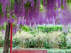 -嘉定紫藤园